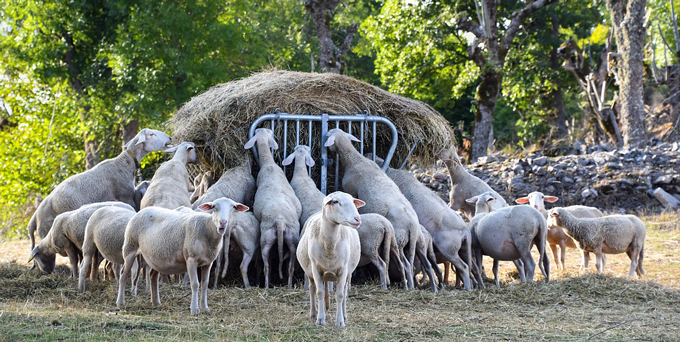 Le monde animal face aux humains