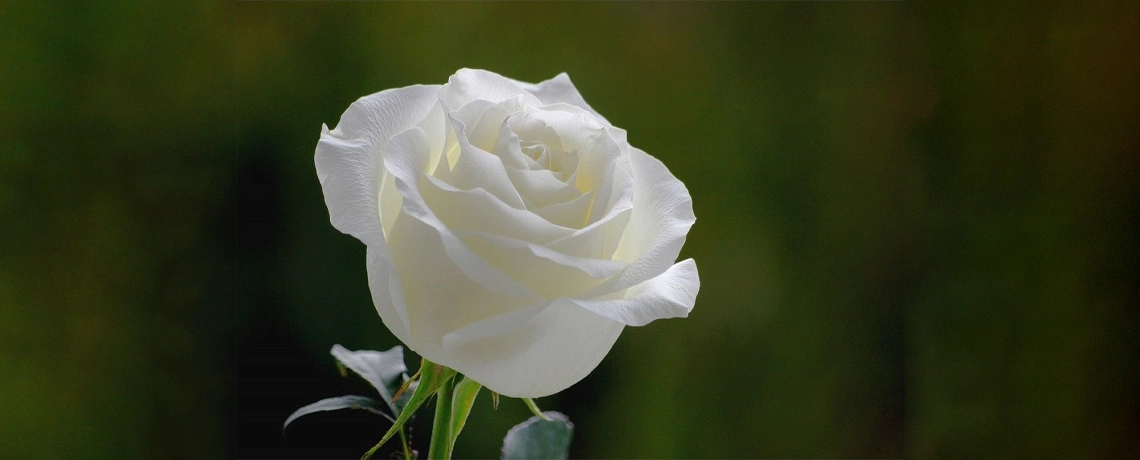 Blog Rose-Croix |  Êtes-vous Rosicrucien(ne) dans l’âme ?