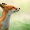 Les animaux : sensibles, intelligents, et… conscients ?