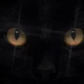 Chat noir, animal faisant l'objet de nombreuses superstitions