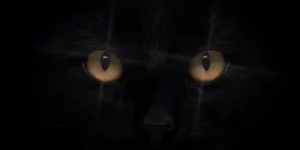 Chat noir, animal faisant l'objet de nombreuses superstitions
