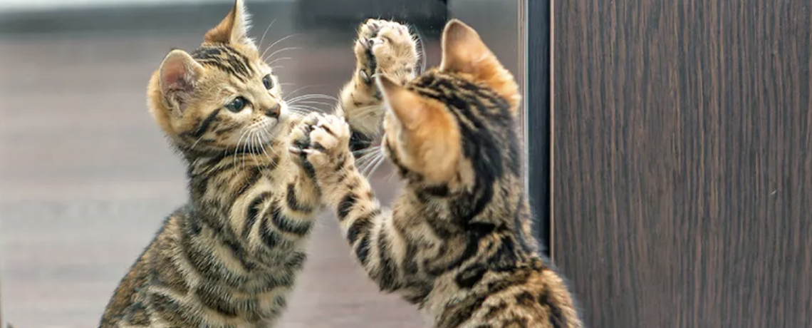 La conscience animale